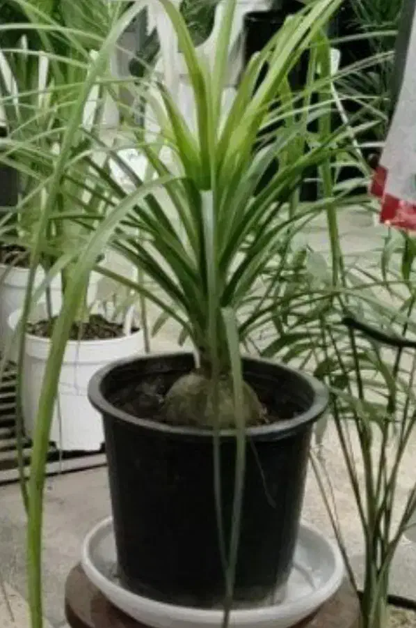 گل ختمی هندی|آرایشی، بهداشتی، درمانی|بروجرد, |دیوار