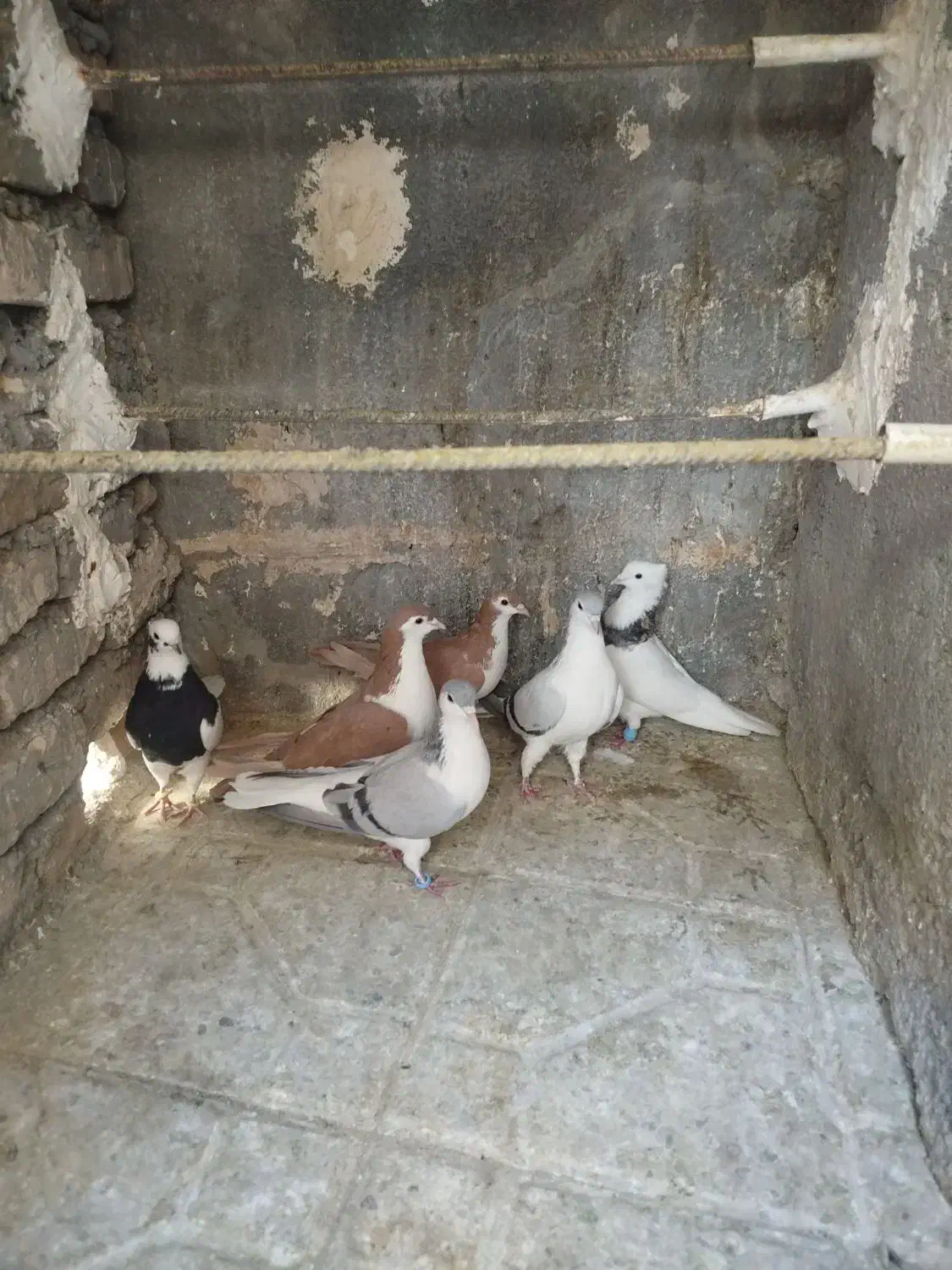 کبوتر هوایی و جفتگاه طوقی کلاغ دم ساده|پرنده|قائن, |دیوار