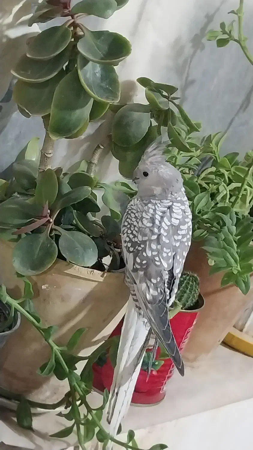 عروس هلندی ایزابلا|پرنده|مشهد, توس (بلوار توس)|دیوار