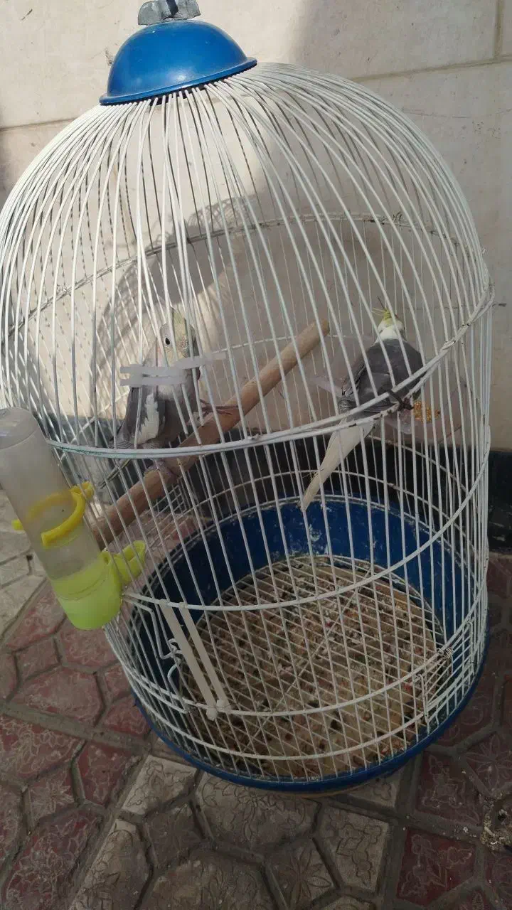 عروس هلندی بخوان|پرنده|فومن, |دیوار