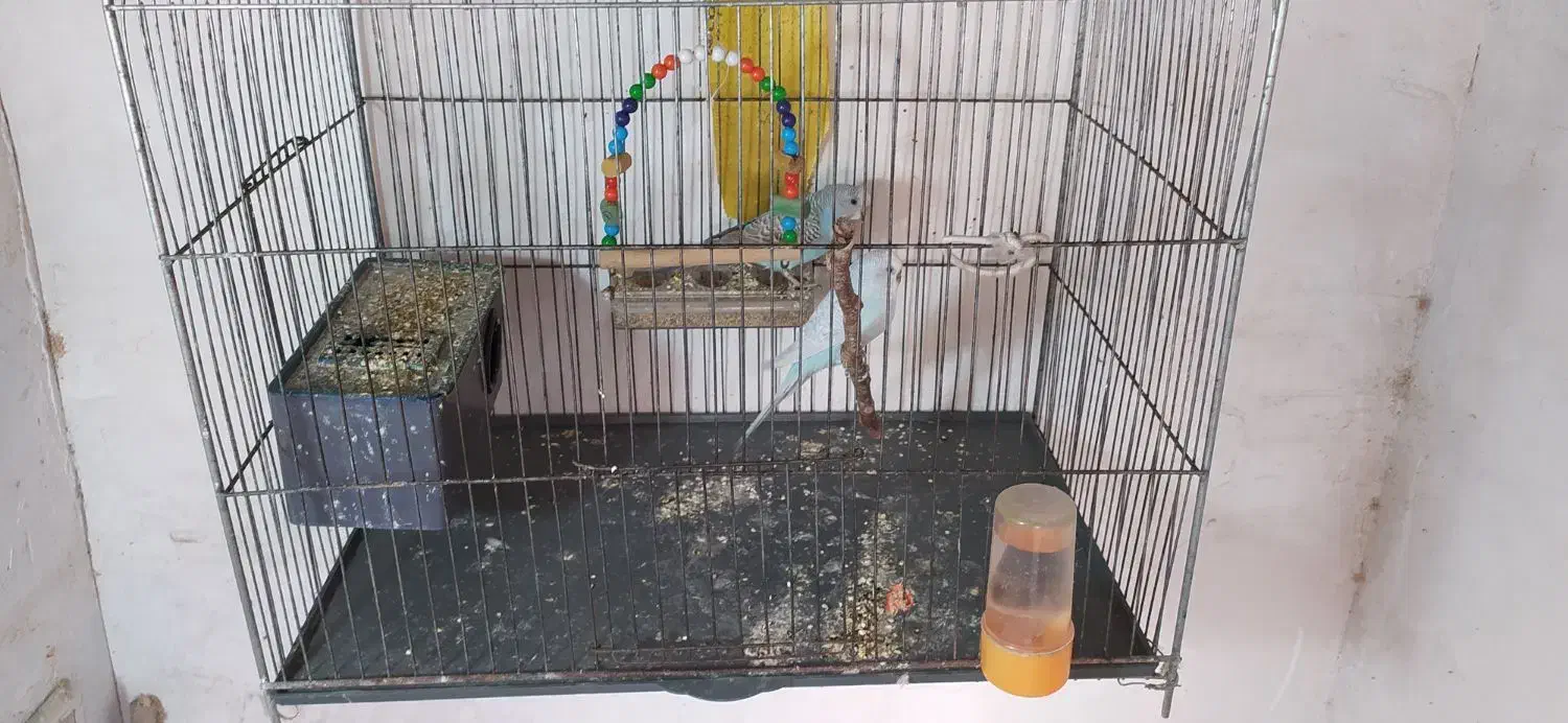 مرغ عشق|حیوانات مزرعه|مشهد, باغون آباد|دیوار