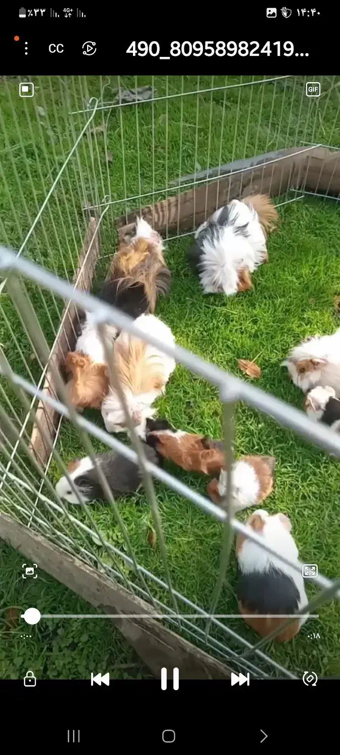 خوکچه سرحال و خوشگل|موش و خرگوش|قائمشهر, |دیوار