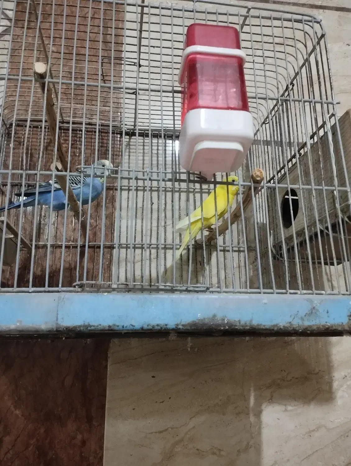 فروش یک جفت مرغ عشق.|پرنده|لار, |دیوار