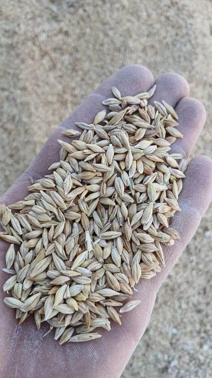 جو ایرانی ابی|حراج|زنده رود, |دیوار