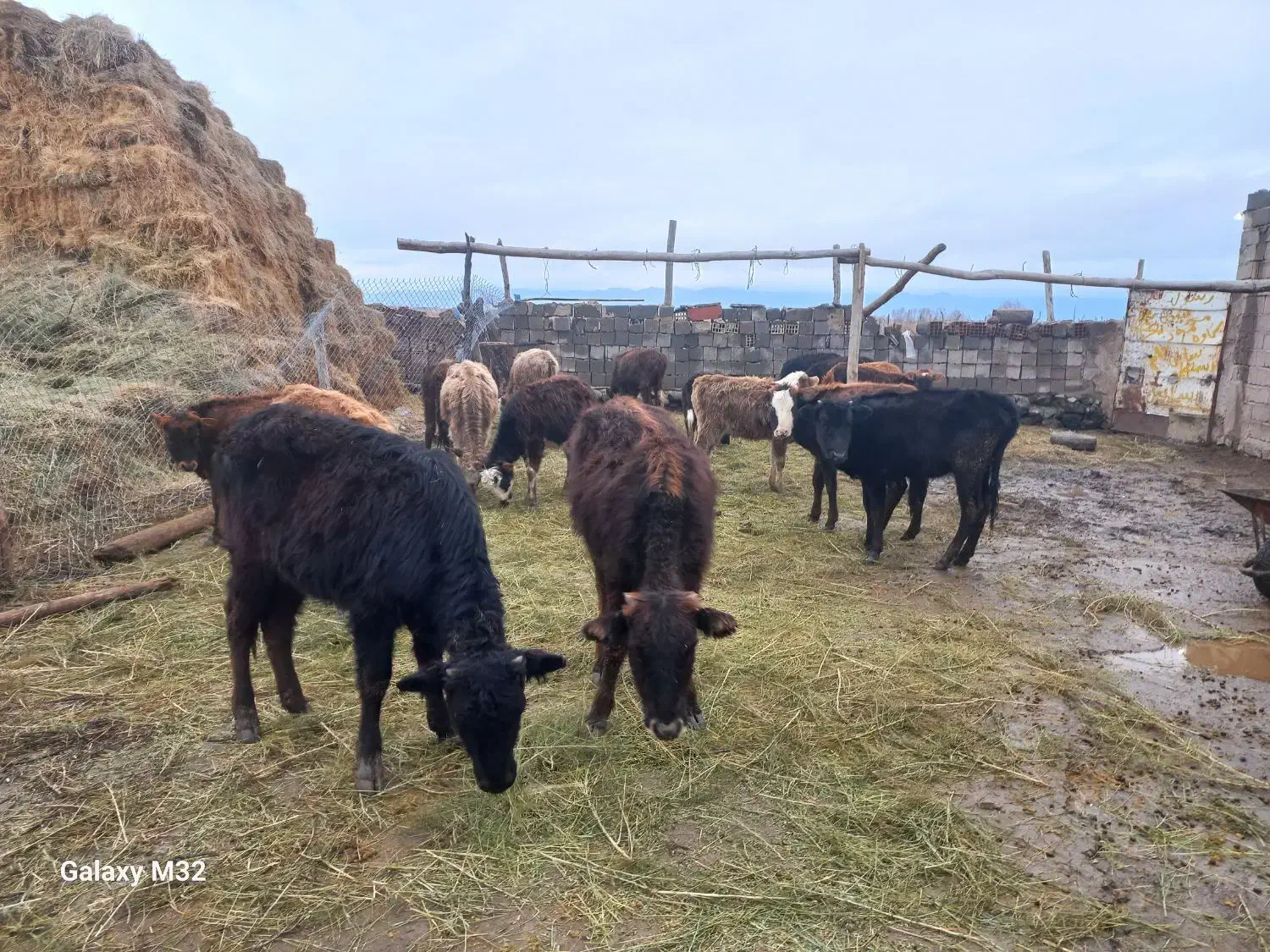 گوساله ماده|حیوانات مزرعه|ماکو, |دیوار