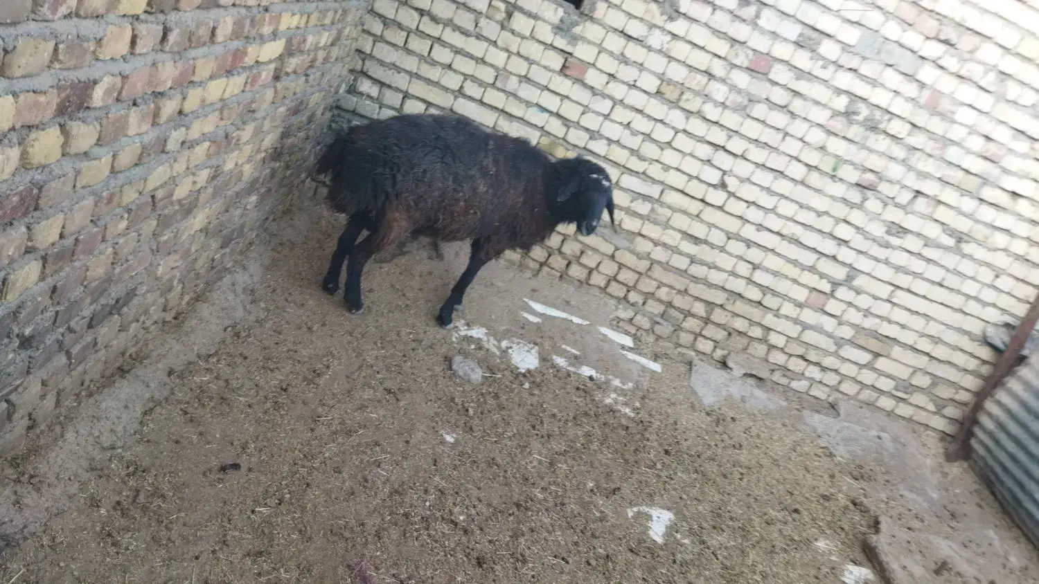 بره نر چاق گوشتی ۵۰ کیلو|حیوانات مزرعه|هشتگرد, شهرک صنعتی هشتگرد|دیوار