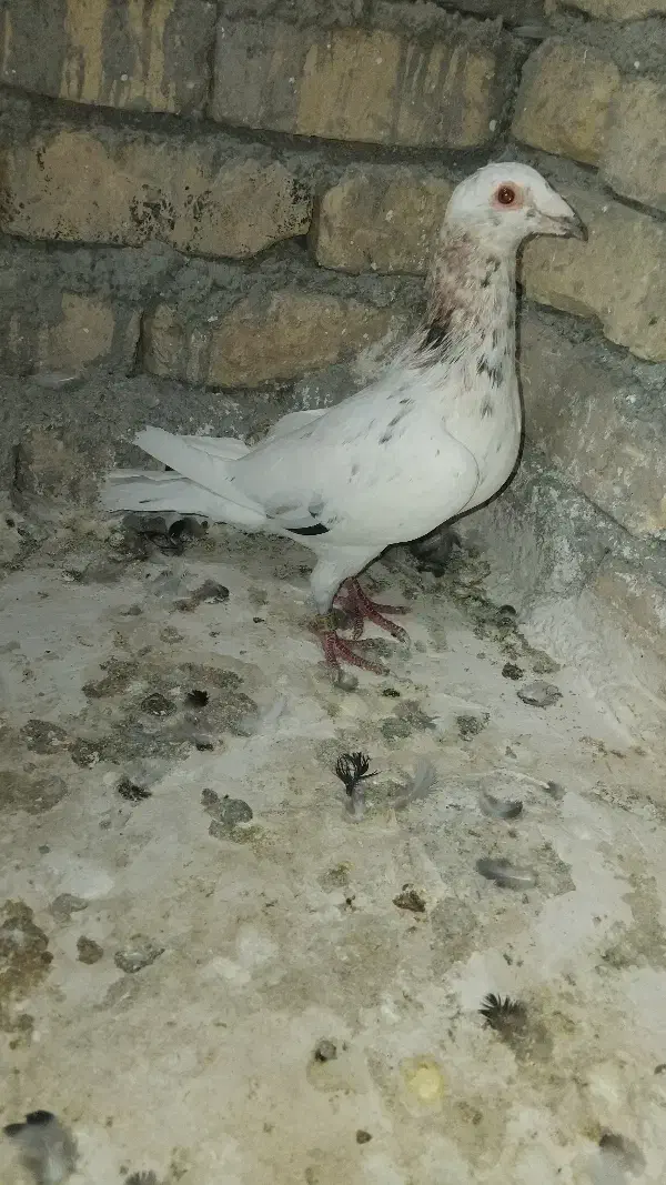 کبوتر|پرنده|چناران, |دیوار