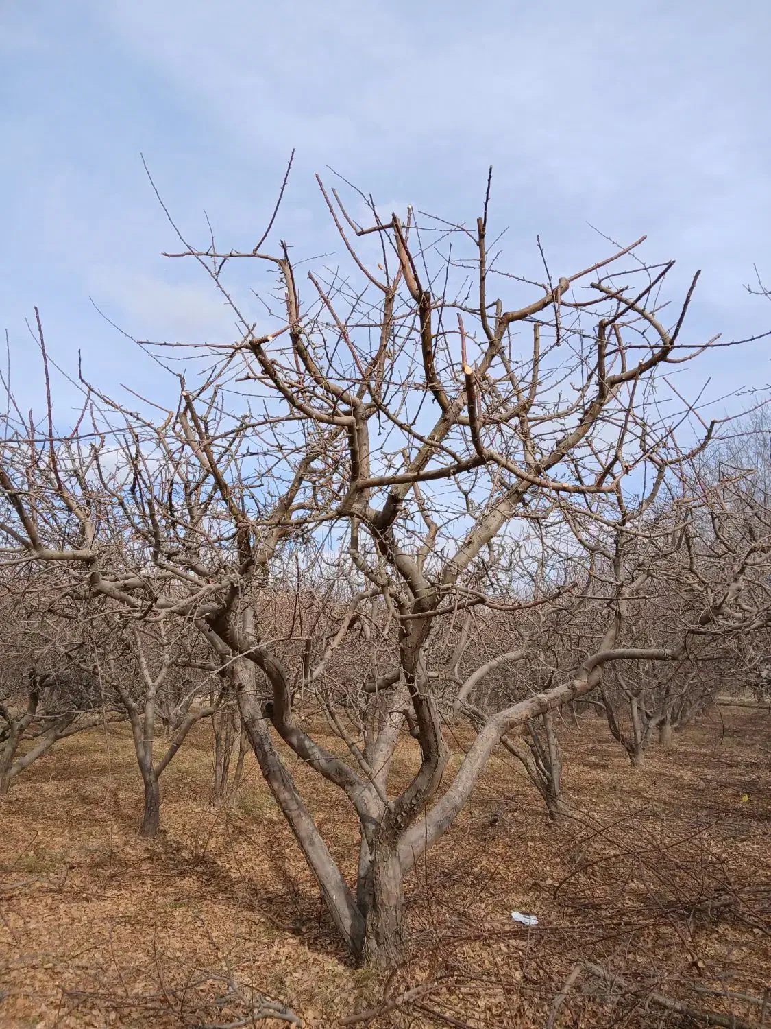 حرس انواع درخت به صورت حرفه ای|خدمات باغبانی و درختکاری|نهاوند, |دیوار