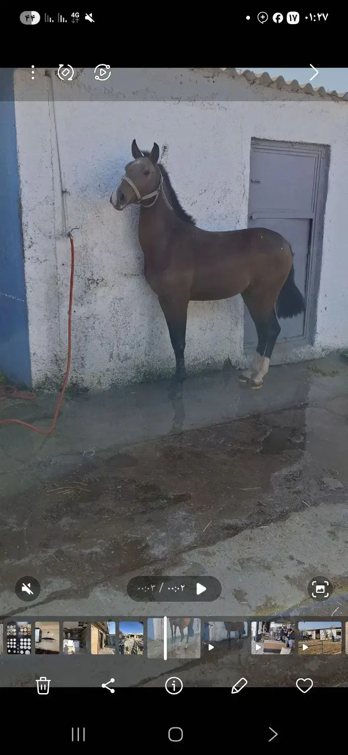 کره سالار ۲|اسب و تجهیزات اسب‌سواری|شهریار, کردزار|دیوار