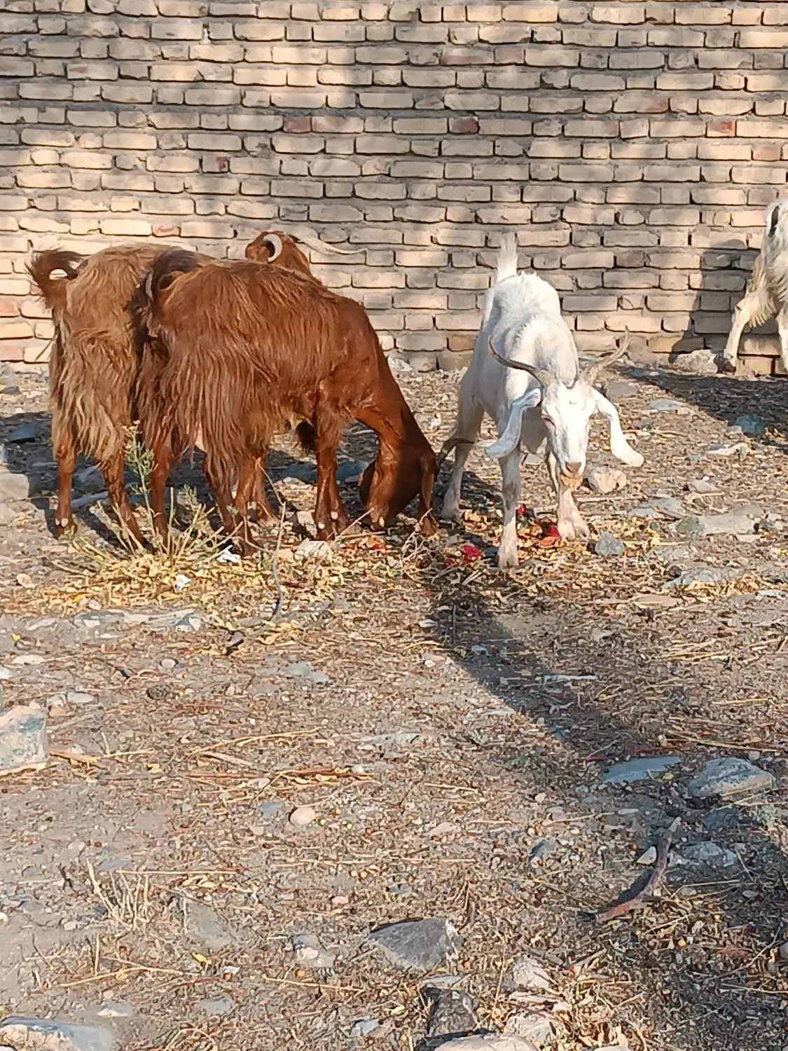 بز پاکستانی دورگ .پرشیر.جوان آبستن .4راس|حیوانات مزرعه|بافت, |دیوار