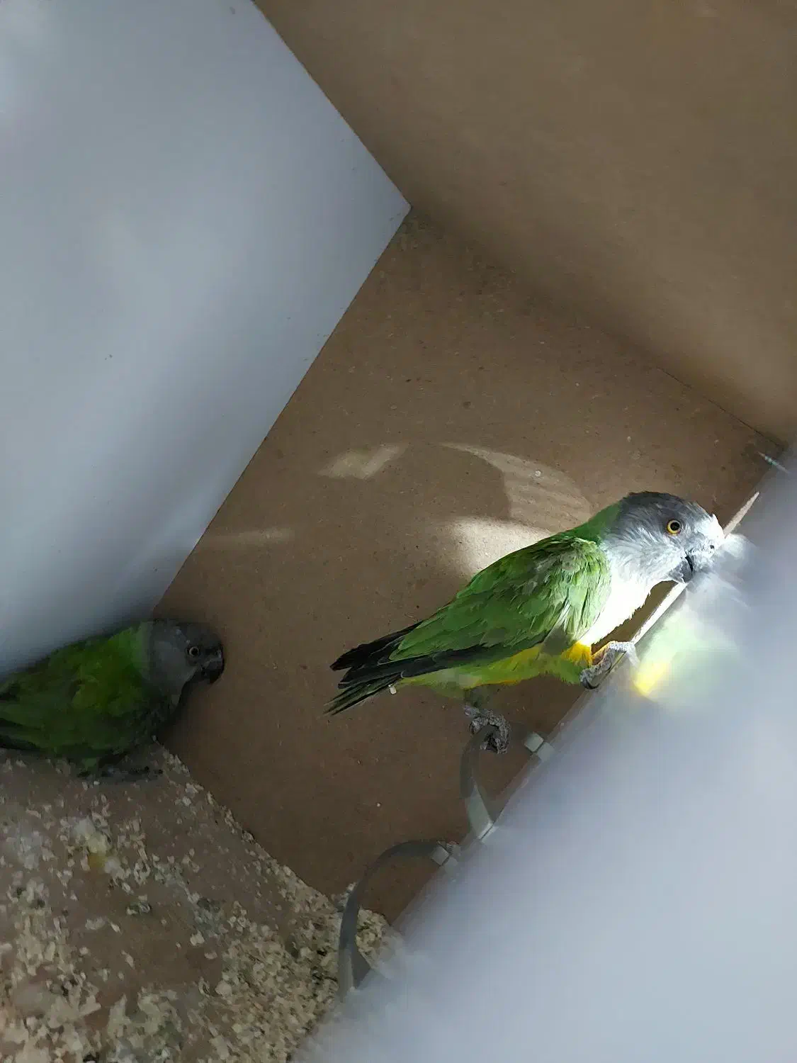 طوطی سنگال مولد راهب گرینچیک خورشیدی لوری|پرنده|پاکدشت, پاکدشت (مامازند)|دیوار