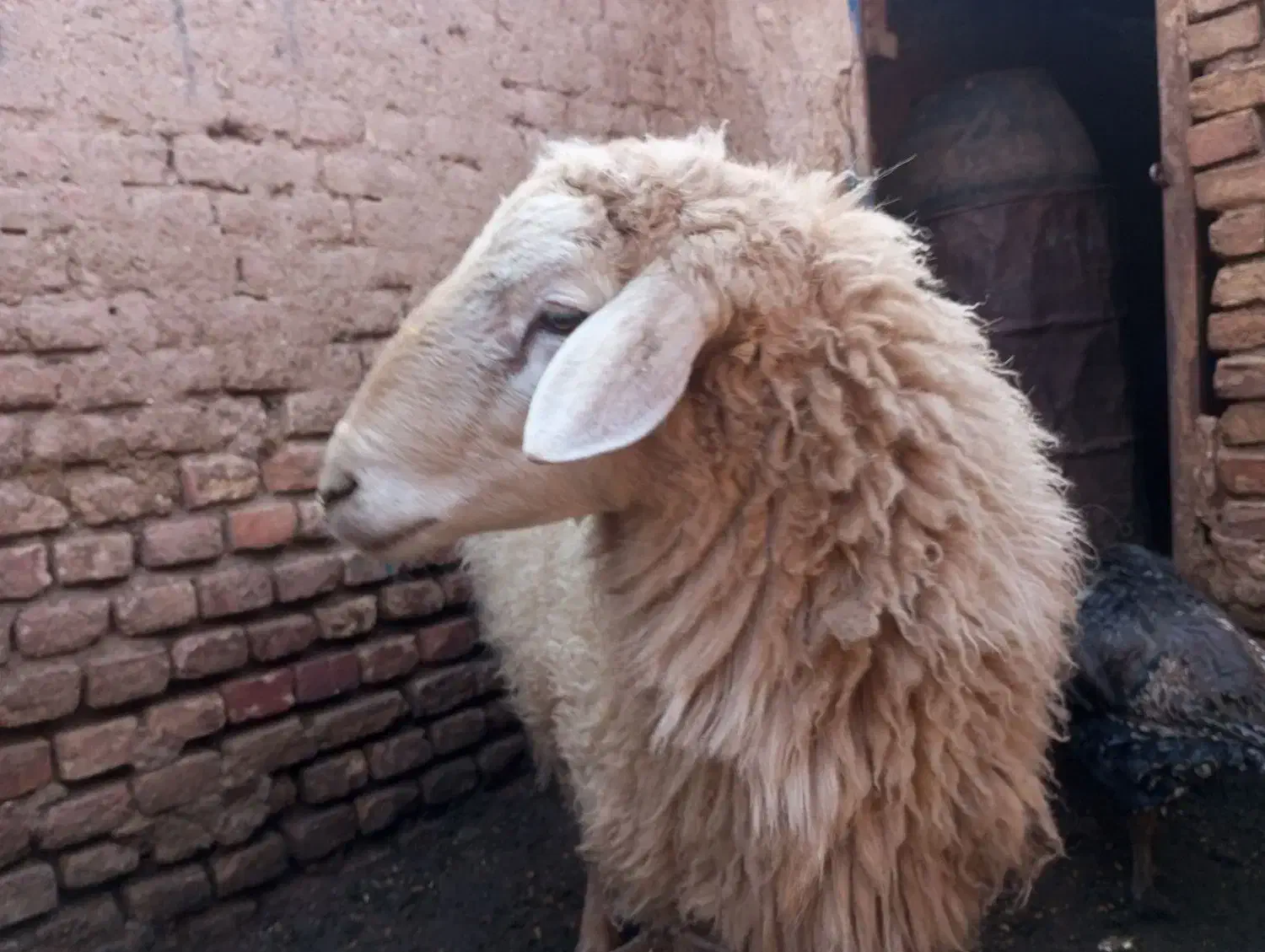 گوسفند .قوچ|حیوانات مزرعه|باشتین, |دیوار
