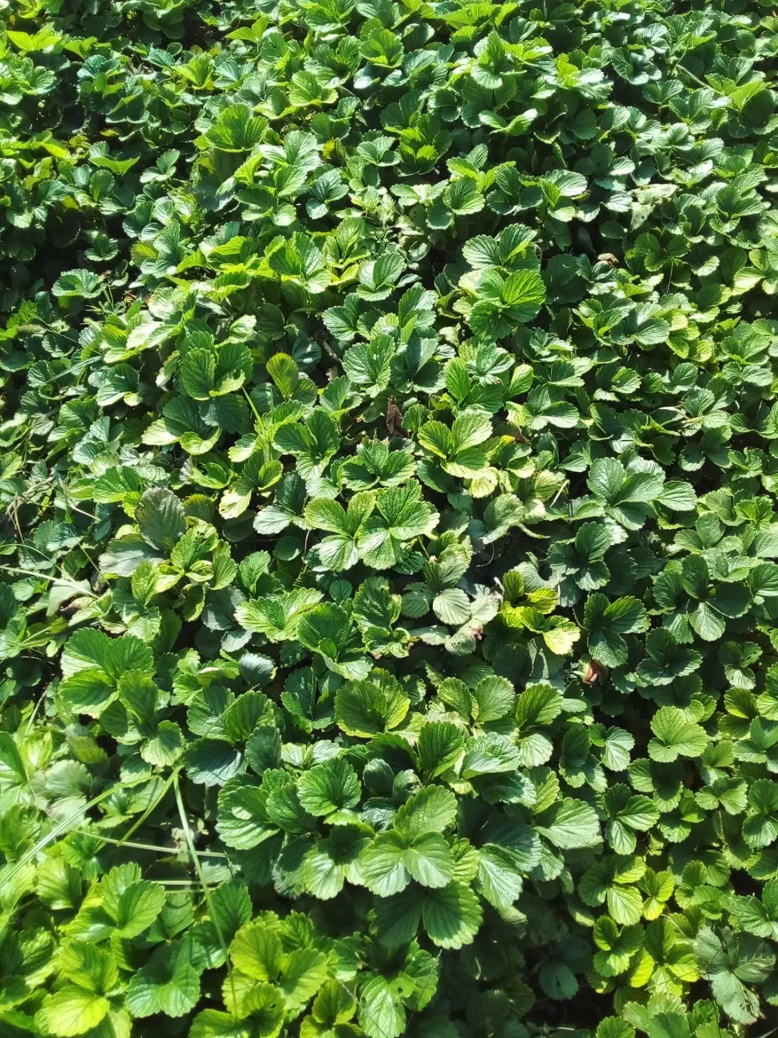 توت فرنگی سابرینا درجه یک|خدمات باغبانی و درختکاری|خان ببین, |دیوار