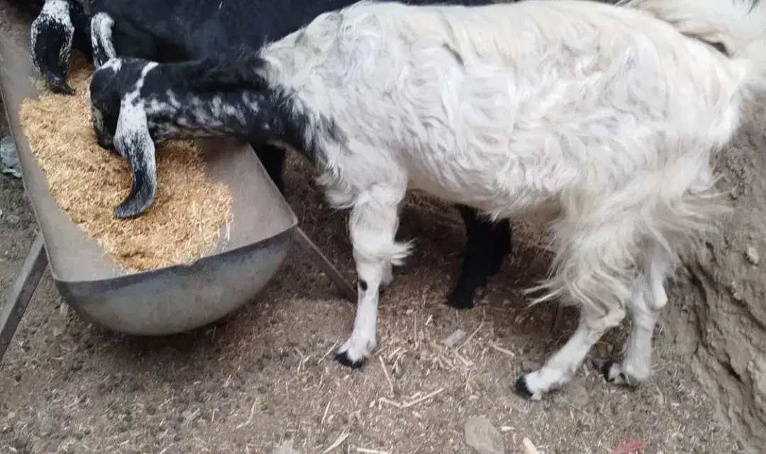 گوسفند آبستن نژادی|حیوانات مزرعه|سراوان, |دیوار