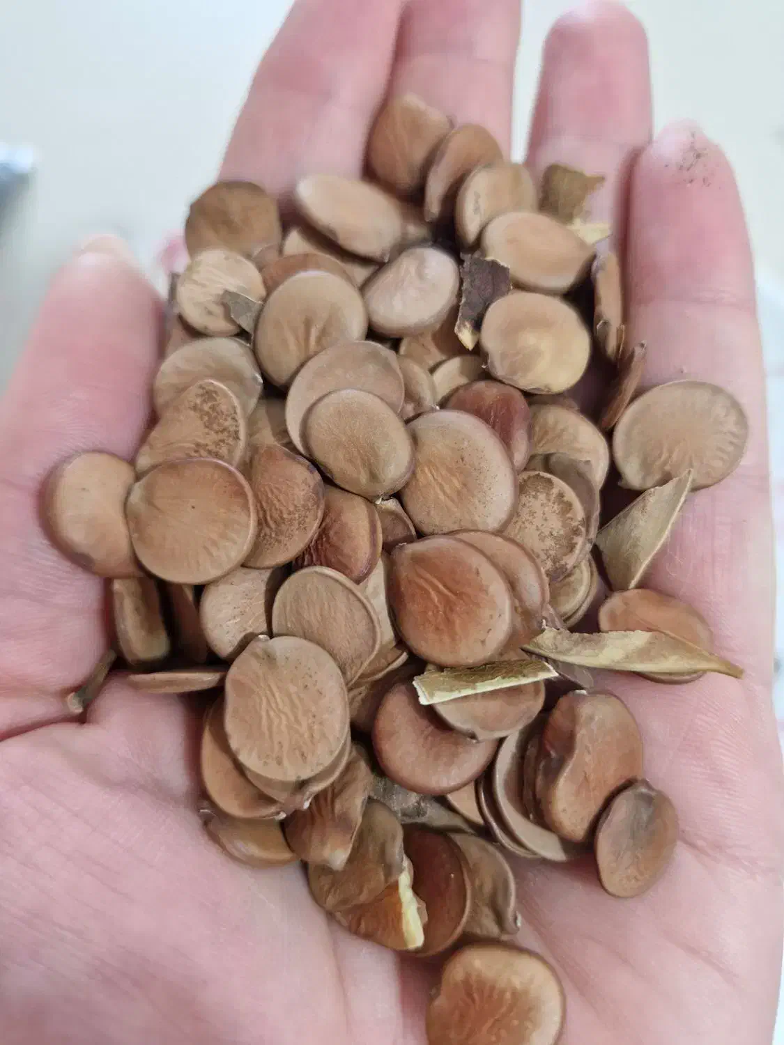 بذر ارکیده درختی،ژینکو،شاه بلوط|گل و گیاه طبیعی|رشت, آب و برق|دیوار