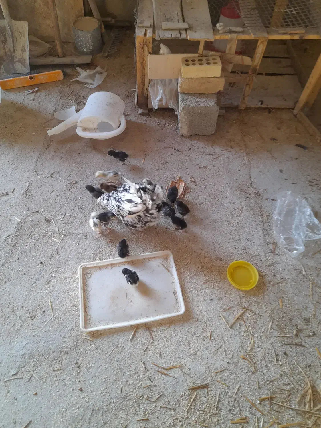 تخم مرغ نطفه دار گلین|حیوانات مزرعه|شهرضا, |دیوار