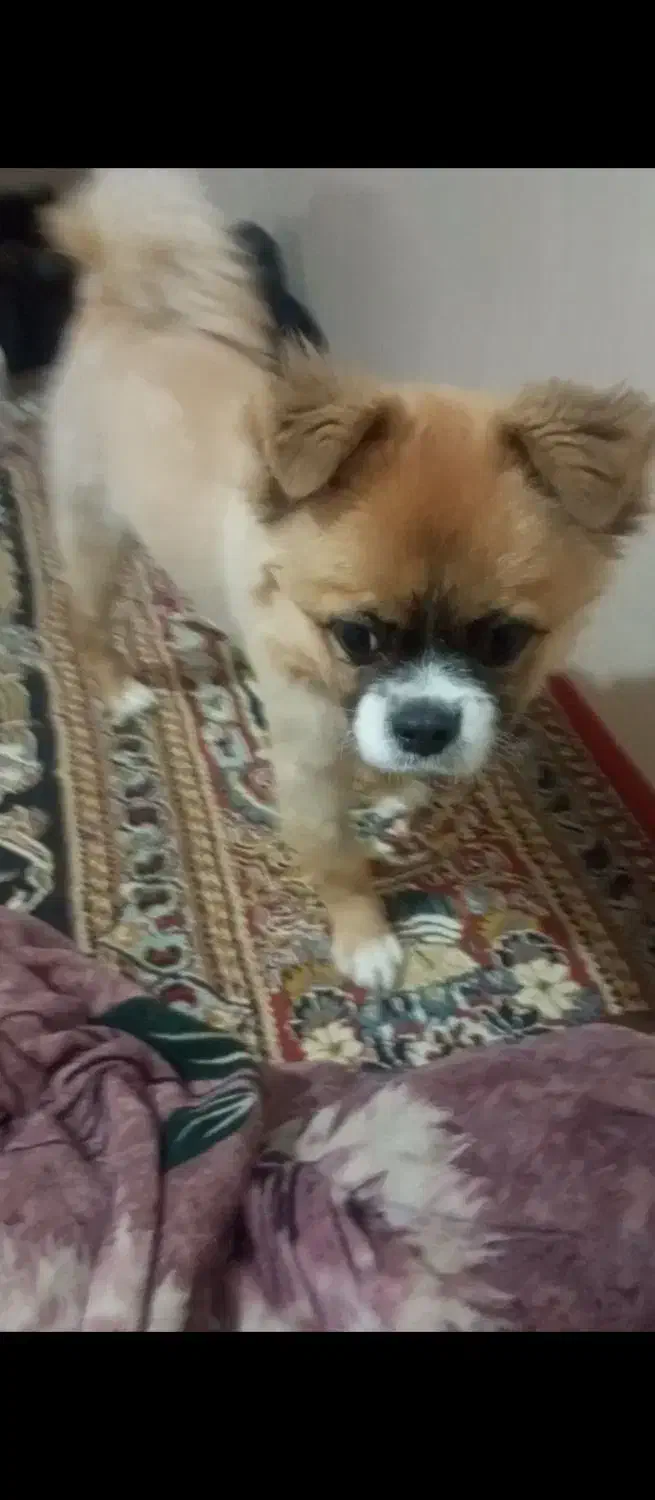 سگ پیکینز|سگ|مشهد, شهید بصیر|دیوار