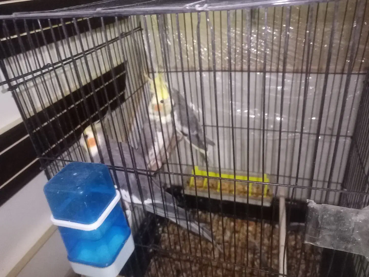 عروس هلندی گل باقالی|پرنده|رشت, رودباری|دیوار