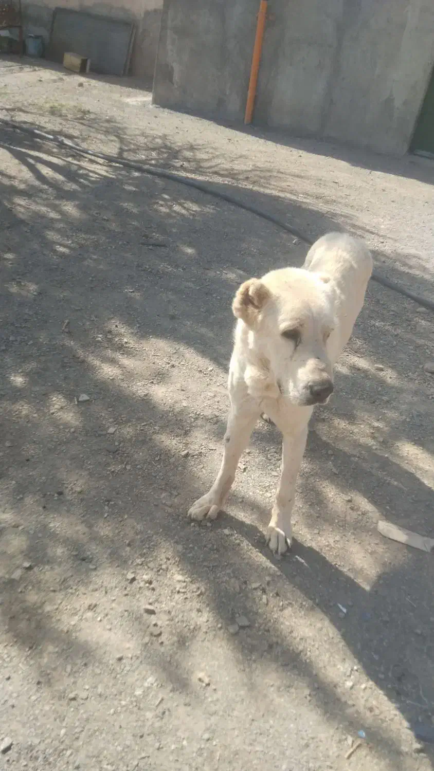 سگ نگهبان|سگ|نهبندان, |دیوار