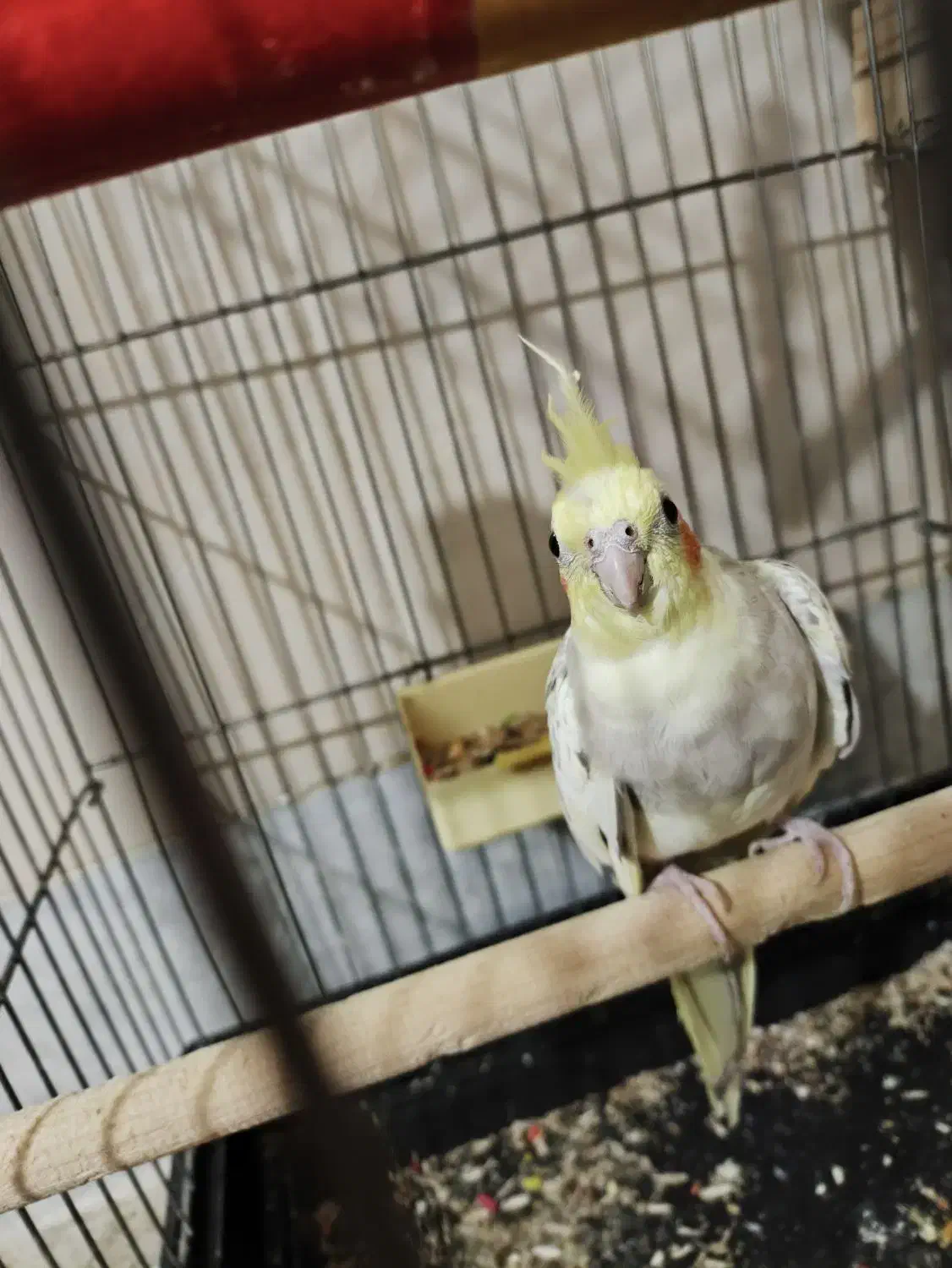 عروس هلندی مولد|پرنده|شهریار, اسد‌آباد|دیوار