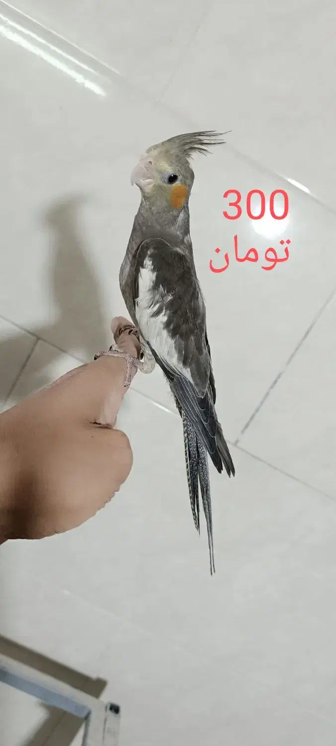 عروس دستی|پرنده|تفت, |دیوار