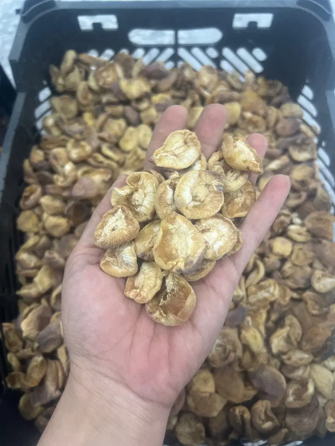 آلوچه و برگه زردآلو|خوردنی و آشامیدنی|حمیدیا, |دیوار