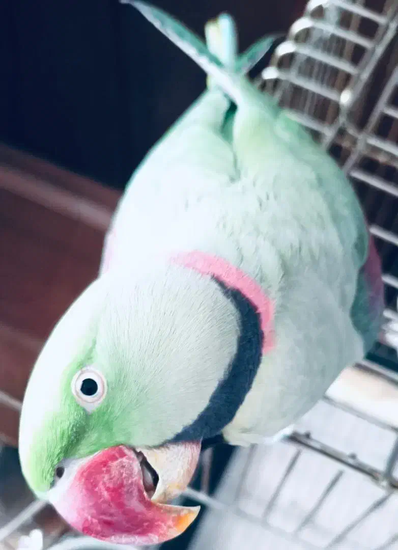 شاه طوطی گمشده در منطقه شهاب|حیوانات|کرمان, |دیوار