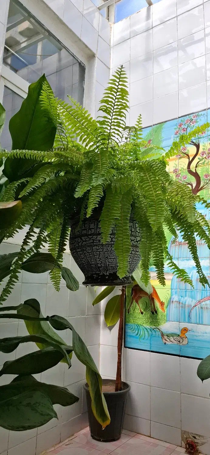 گل بزرگ جهت  هدیه و زیبایی دفتر کار و منزل|گل و گیاه طبیعی|فیروزآباد (فارس), |دیوار