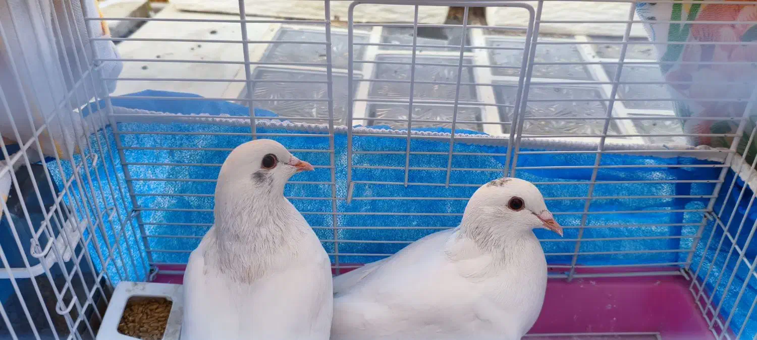 جفت سفیدِ اوج‌رو خوش‌پر،خوش‌اُفت، آمادهٔ خط‌پرواز|پرنده|شاهین‌شهر, عطار|دیوار