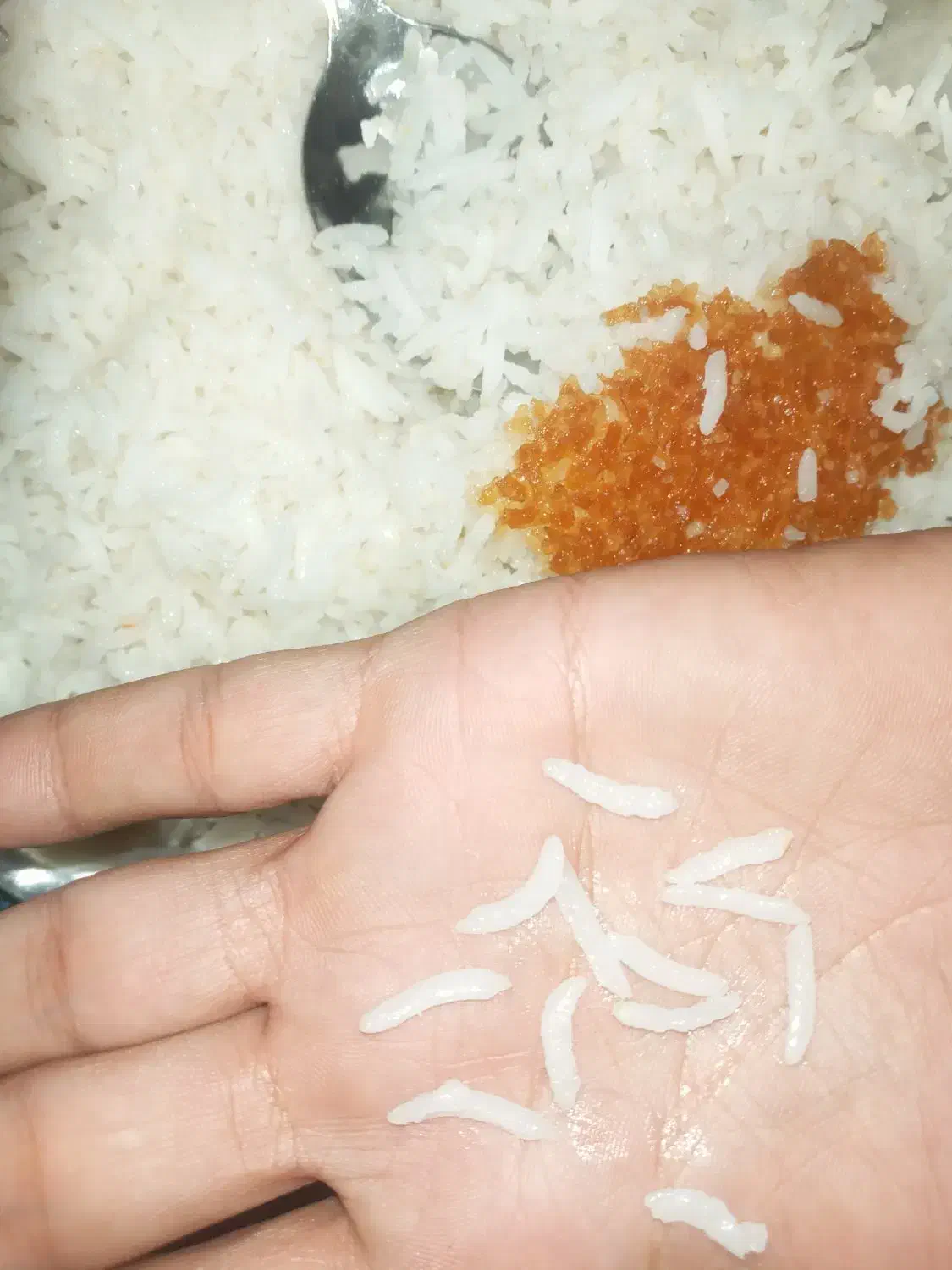 برنج کامفیروزی|خوردنی و آشامیدنی|شیراز, فرهنگ شهر|دیوار
