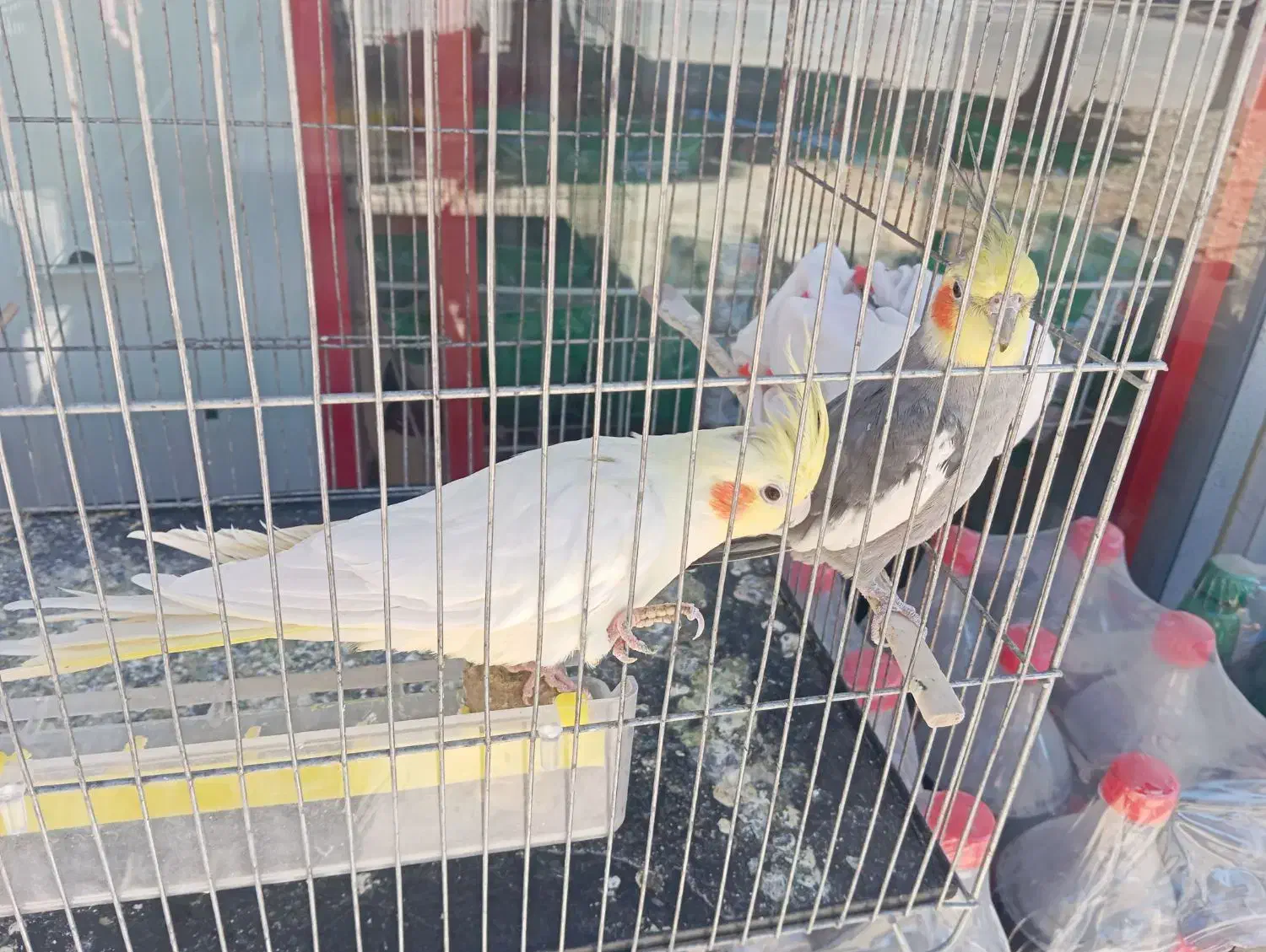 عروس هلندی مولد|پرنده|نورآباد, |دیوار