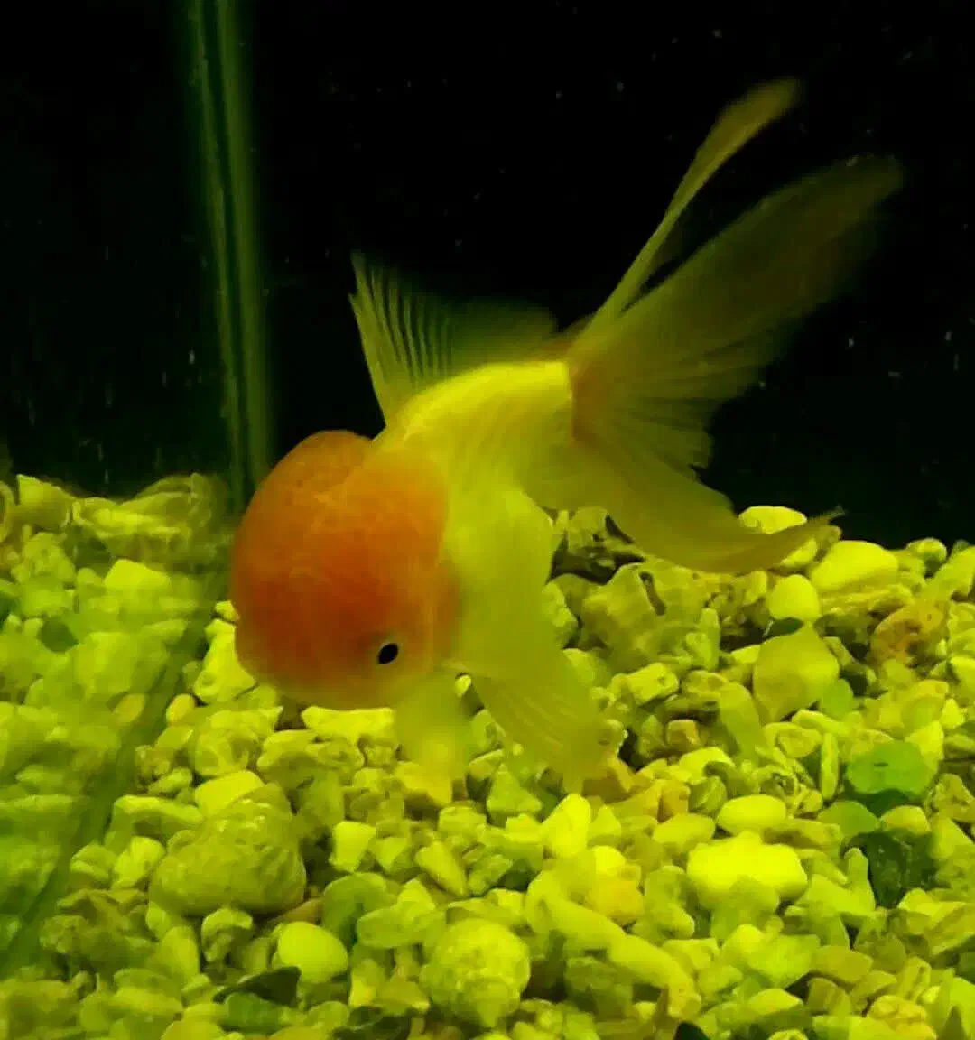 ماهی گلدفیش ردکپ و لجن خوار|ماهی|خرم‌آباد, |دیوار