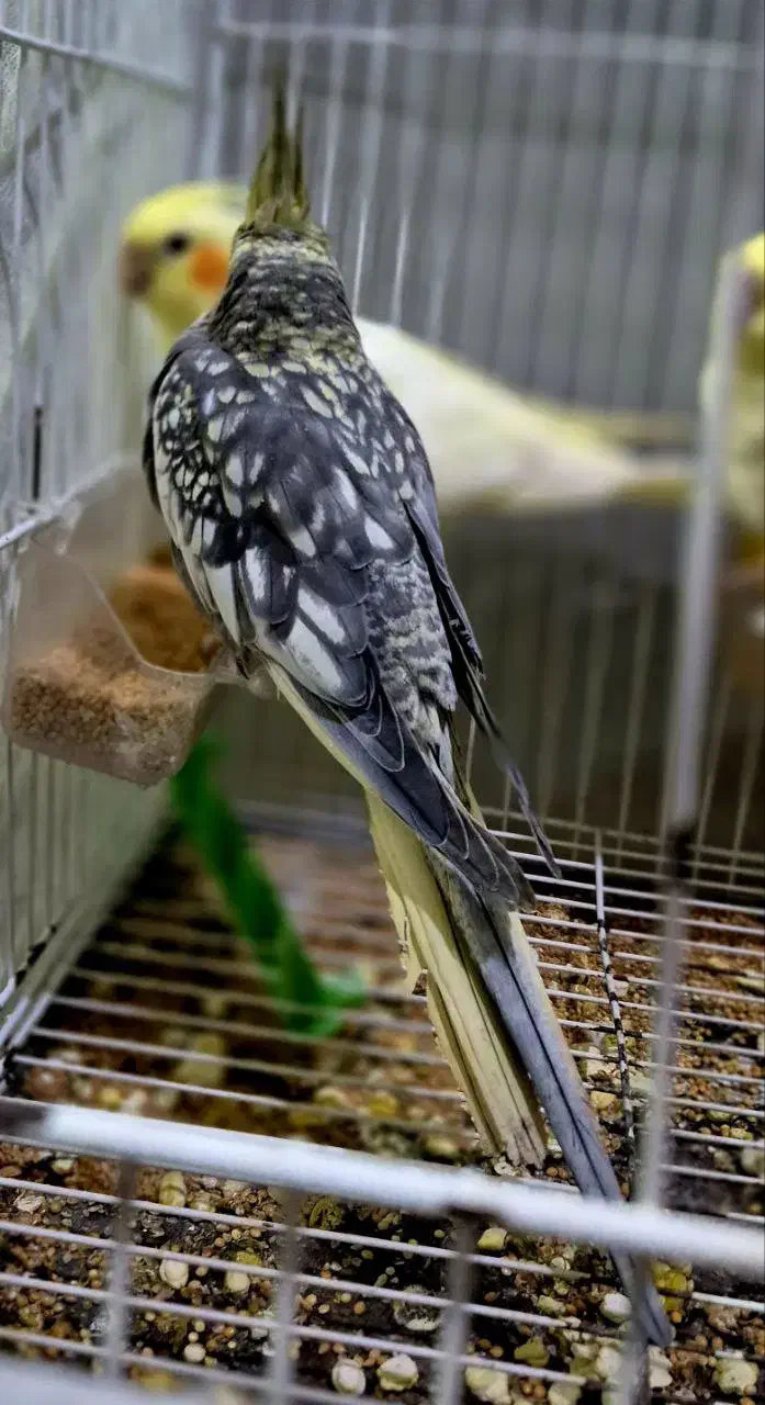 ۱عدد گلباقالی خوشکل نر بالغ دستی درشت و سالم|پرنده|خان ببین, |دیوار