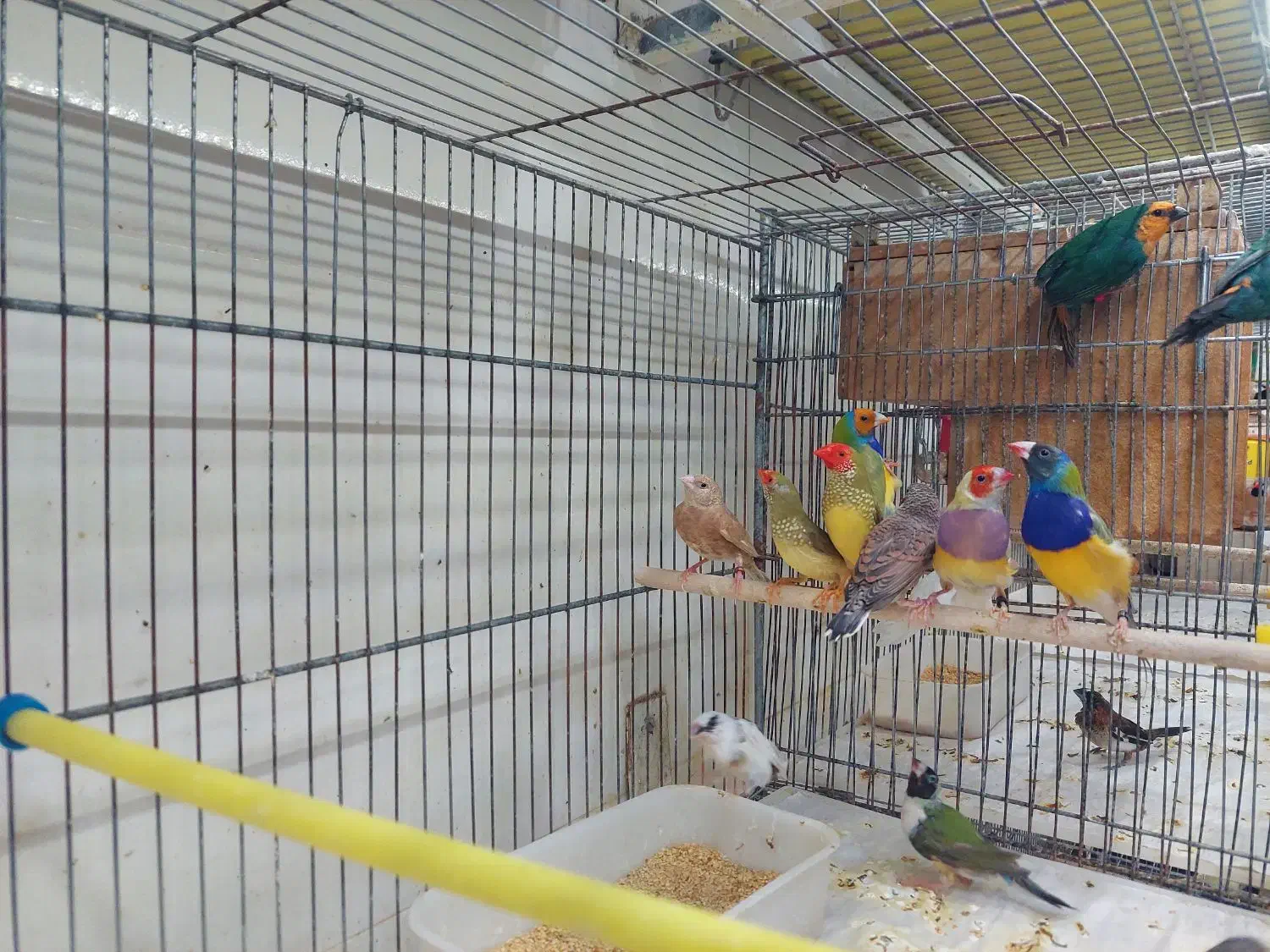 فنج گلدین|پرنده|شیراز, شهرک پرواز|دیوار