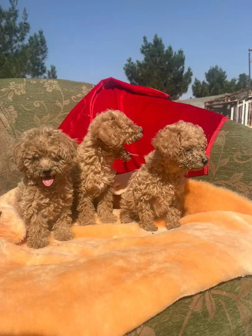 پودل|سگ|بندرعباس, |دیوار