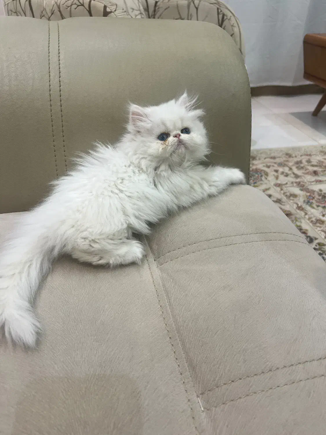 گربه پرشین|گربه|مهاباد (آذربایجان غربی), |دیوار