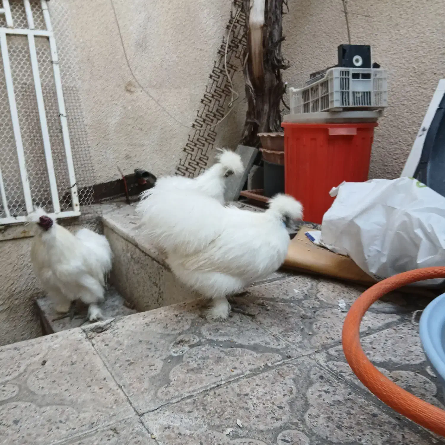 مرغ خروس ابریشمی و جوجه|حیوانات مزرعه|تبریز, |دیوار