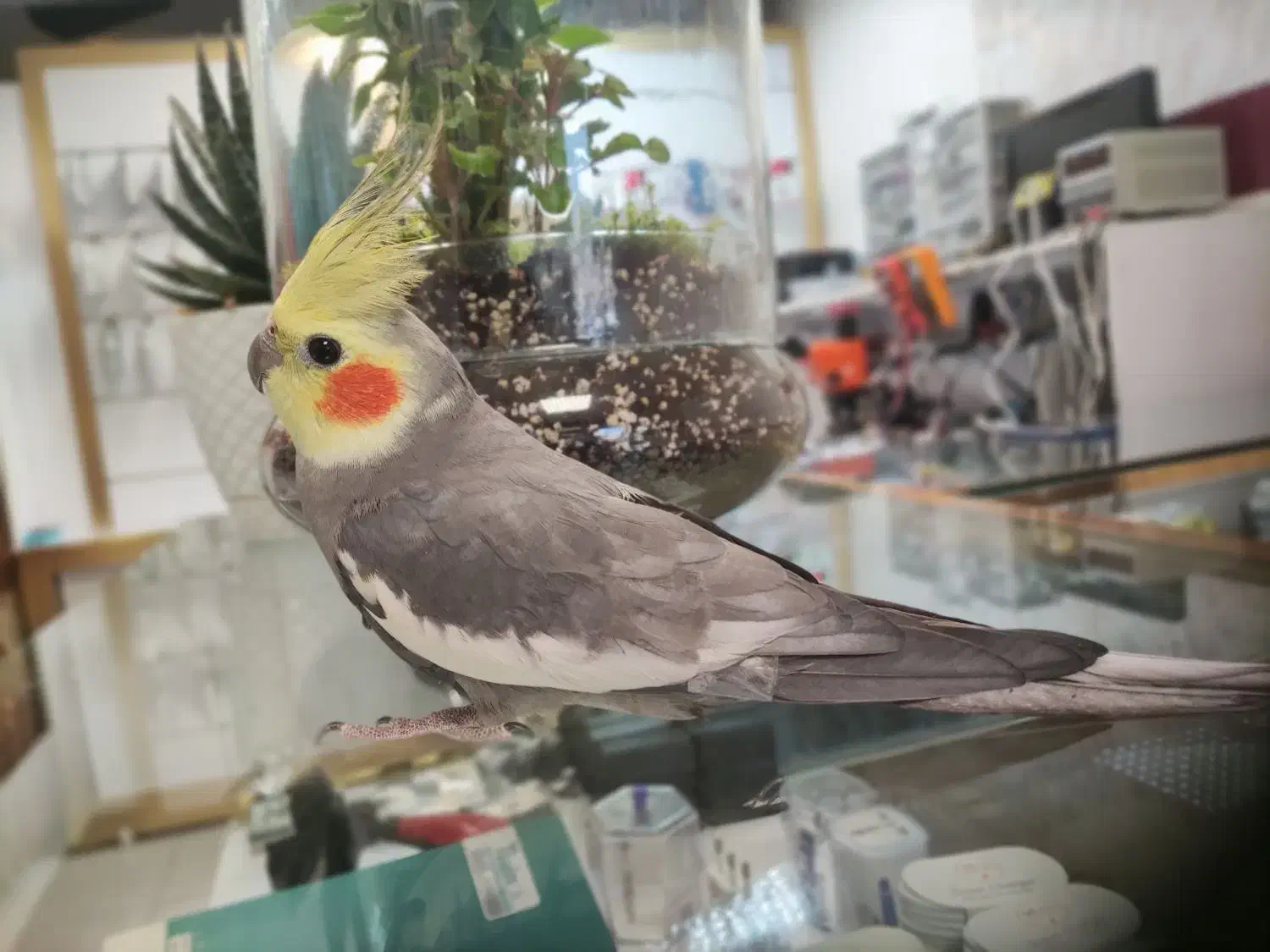 عروس هلندی نر یکساله سخنگو|پرنده|نسیم‌شهر, |دیوار