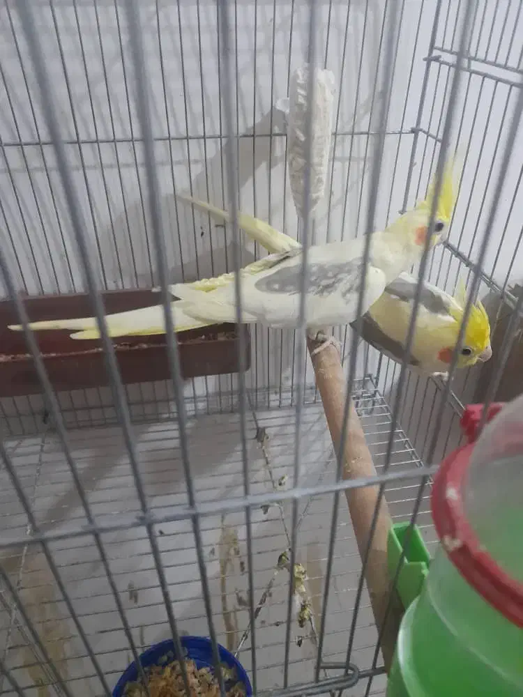 جفت عروس هلندی دوکت با ۳تا جوجه|پرنده|کارون, |دیوار