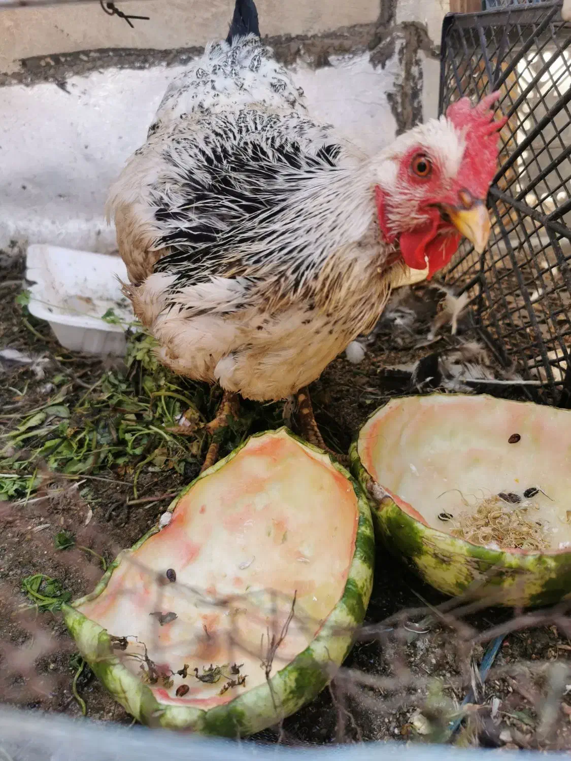 مرغ رسمی جوان|حیوانات مزرعه|قم, شهدا|دیوار