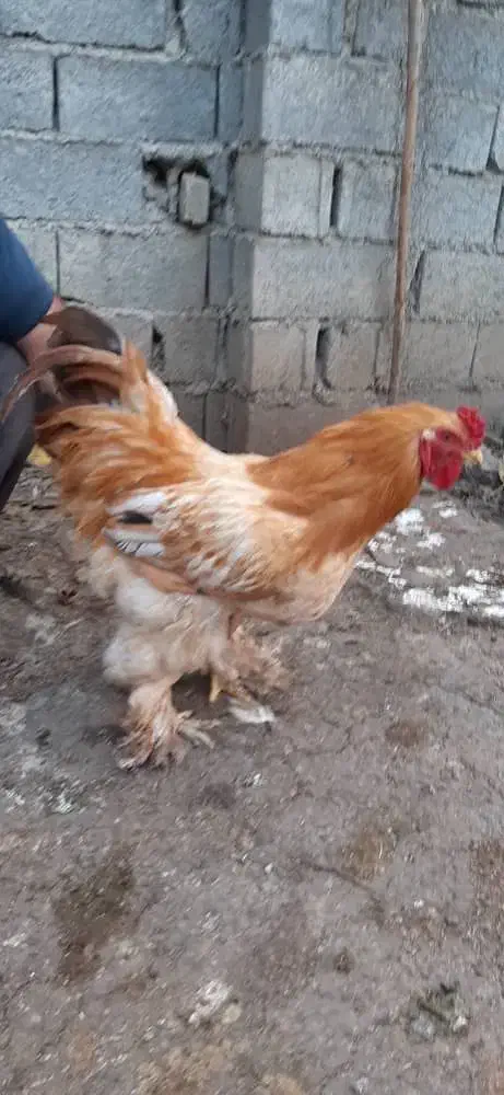 خروس و مرغ برهما یا امپراطور|حیوانات مزرعه|فرح آباد, |دیوار