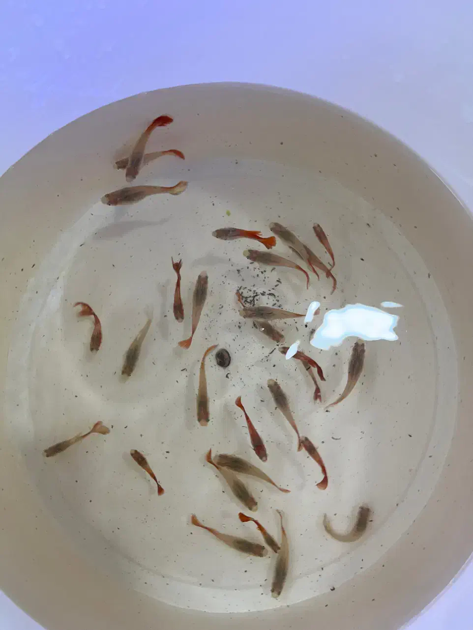 بار جدیدماهی و گیاه اکواریوم مارلین رسید|ماهی|زنجان, |دیوار