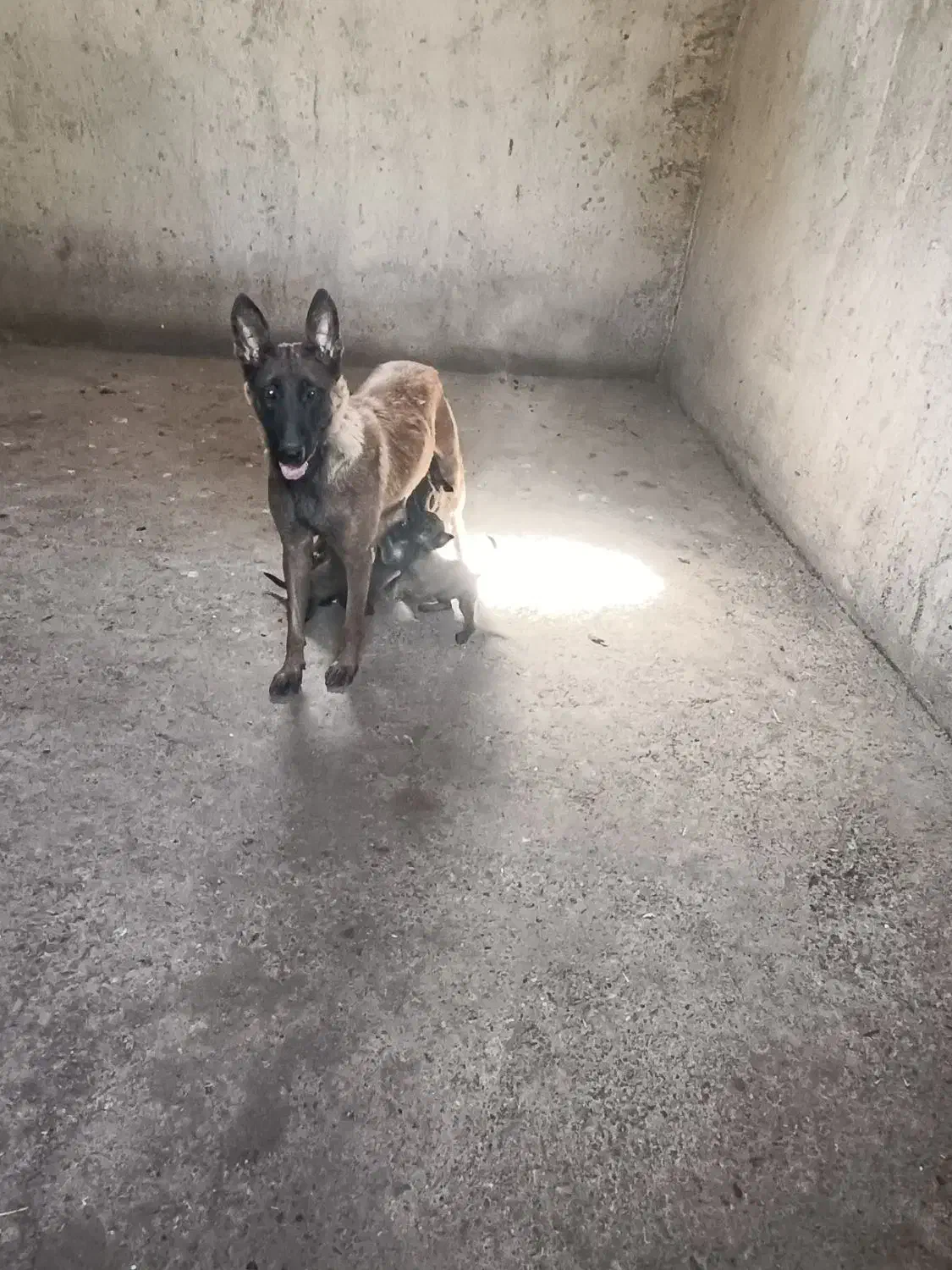 مالینویز ماده دوساله هاسکی نر|سگ|مشهد, نوید|دیوار