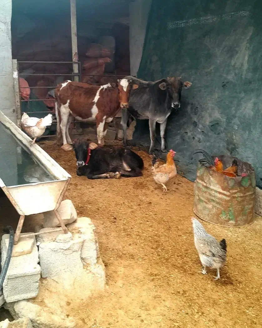 فروش  دو گاو آبستن ( شنگل)|حیوانات مزرعه|بهبهان, |دیوار