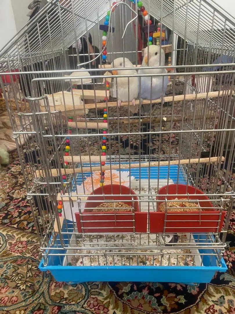 کوتوله برزیلی رام با قفس|پرنده|زرند, |دیوار