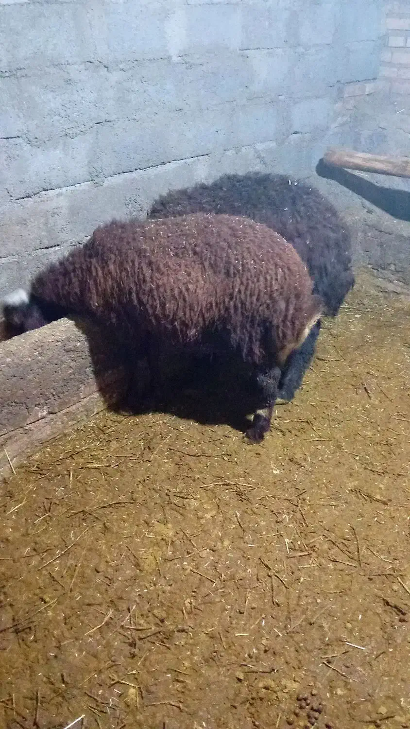 ۶بره‌مناسب‌براپرواربندی|حیوانات مزرعه|سراب, |دیوار