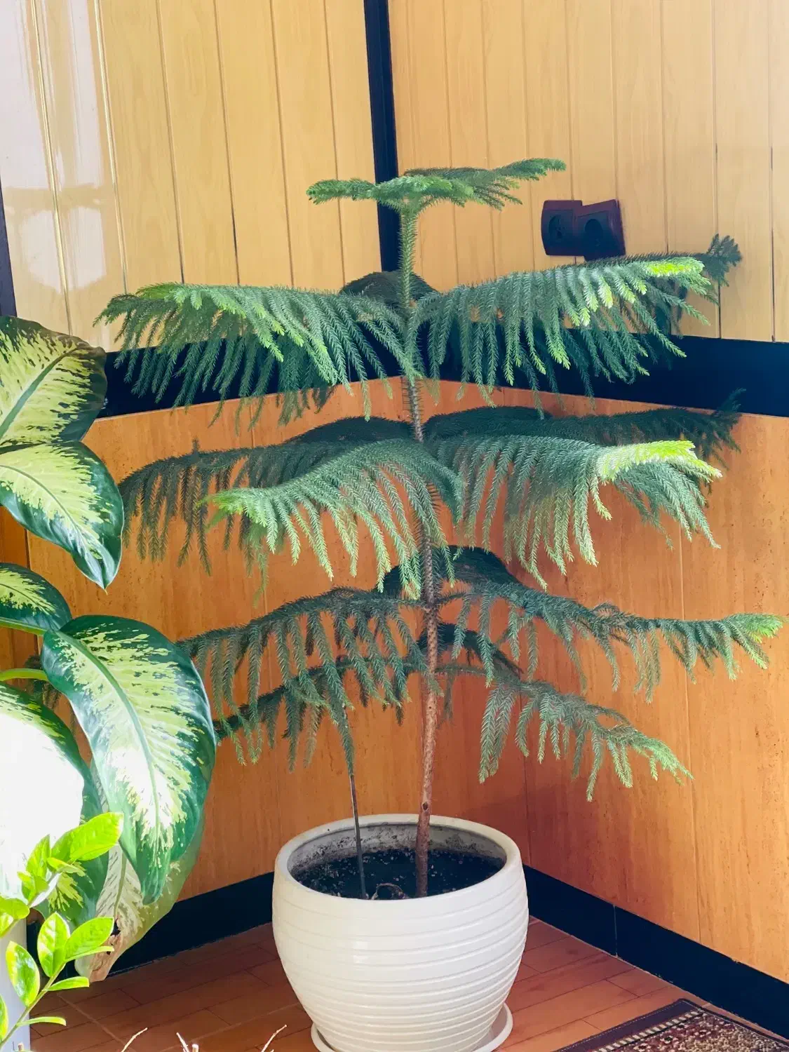 گل های طبیعی|گل و گیاه طبیعی|جوانرود, |دیوار