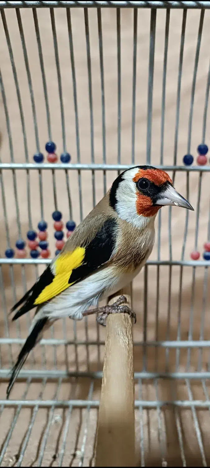 سهره وحش ورام عطیقه|پرنده|شیراز, تندگویان|دیوار