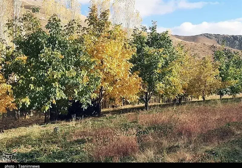 زمین کشاورزی و باغ (3 هکتار آبی)|فروش دفتر صنعتی، کشاورزی، تجاری|موچش, |دیوار