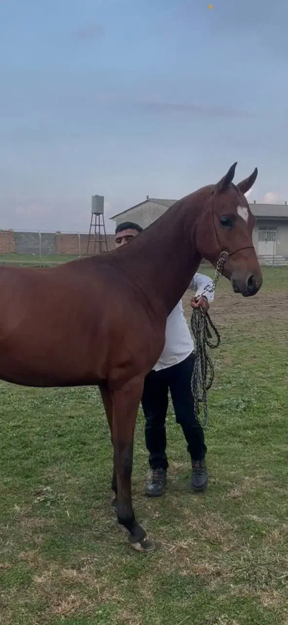 اسب ترکمنی|اسب و تجهیزات اسبسواری|گرگان, |دیوار